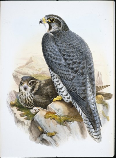Falcão Norueguês ou Gyrfalcon Falcão (Falco Gyrfalco) (cor da mão) de John (after) Gould
