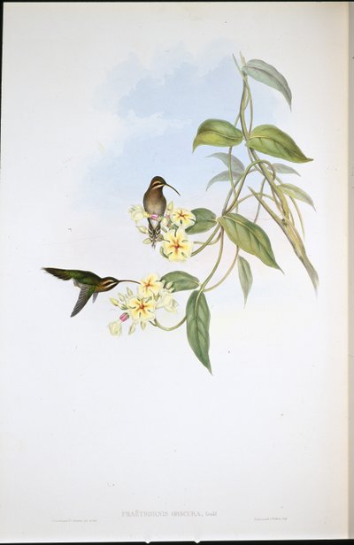 Eremita Obscura (Phaethornis Obscura) (litho colorido à mão) de John (after) Gould