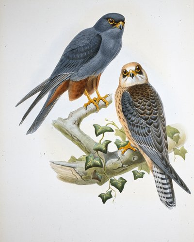 Hobby de pernas laranja (Erythropus Vespertinus) (Litho de cor de mão) de John (after) Gould