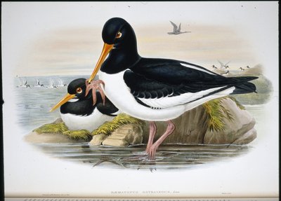 Oyster Catcher (Heamatopus Ostralegus) (litho colorido à mão) de John (after) Gould