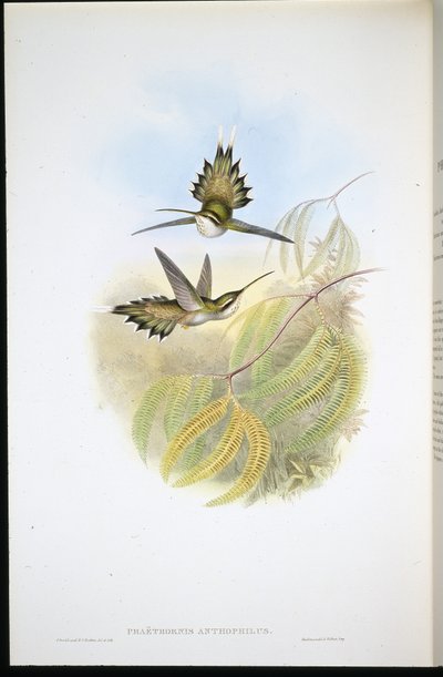 Eremita Pallid (Phaethornis Anthophilis) (litografia colorida à mão) de John (after) Gould