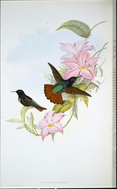 Raio de Sol de Pamela (Aglaeactis Pamela) (litho colorido à mão) de John (after) Gould