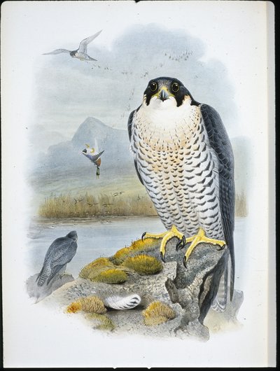 Falcão Peregrino (Falco Peregrinus) (cor da mão) de John (after) Gould