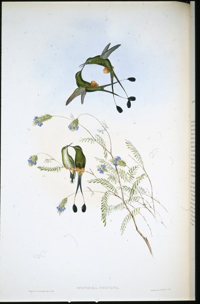 Raquete Peruana (Spathura Peruana) (cor da mão) de John (after) Gould