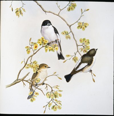 Pied Flycatcher (Muscicapa Atricapilla) (litho colorido à mão) de John (after) Gould