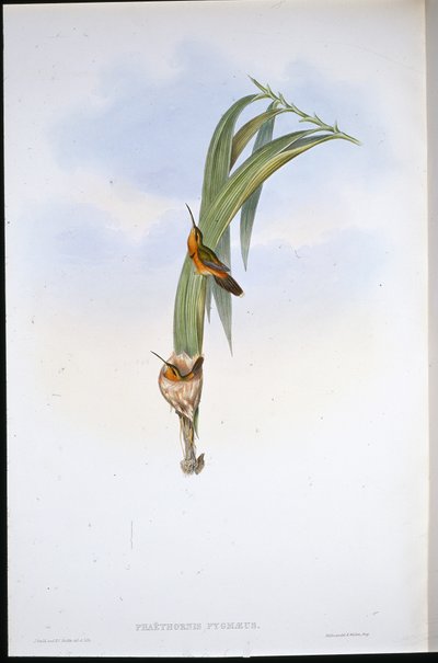 Eremita Pigmeu (Phaethornis Pygmaeus) (litho colorido à mão) de John (after) Gould