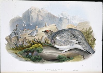 Ptarmigan (Plumagem de Outono) (Lagopus Mutus) (Litho colorido à mão) de John (after) Gould