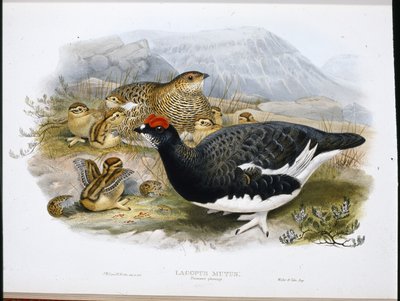 Ptarmigan (Lagopus Mutus) (Lagopus Mutus) (Litho colorido à mão) de John (after) Gould