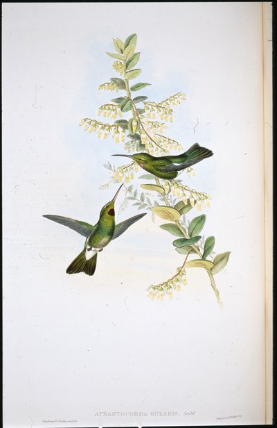 Pássaro de garganta-preta (Aphantochroa Gularis) (litho colorido à mão) de John (after) Gould