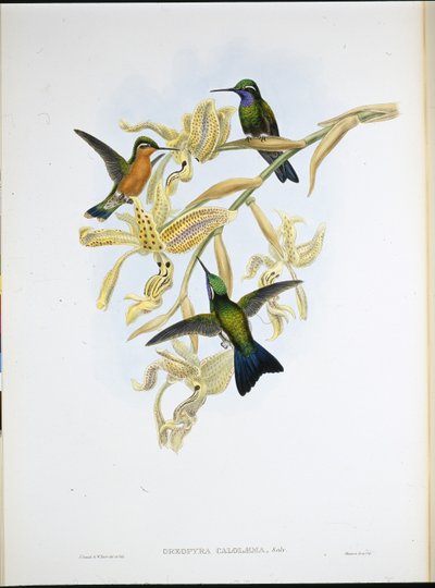 Beija-flor de garganta roxa (Oreopyra Calolaema) (litho colorido à mão) de John (after) Gould
