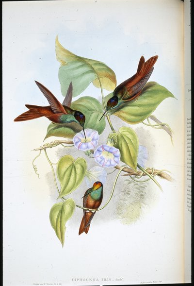 Arco-íris (Diphogena Iris) (litho colorido à mão) de John (after) Gould