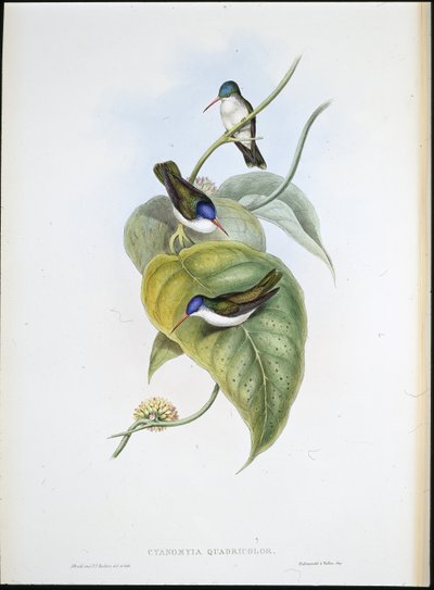 Castanho-azulado (Cyanomyia Quadricolor) (cor da mão) de John (after) Gould