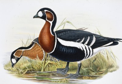 Ganso do peito vermelho (Bernicla Ruficollis (litho da cor da mão) de John (after) Gould