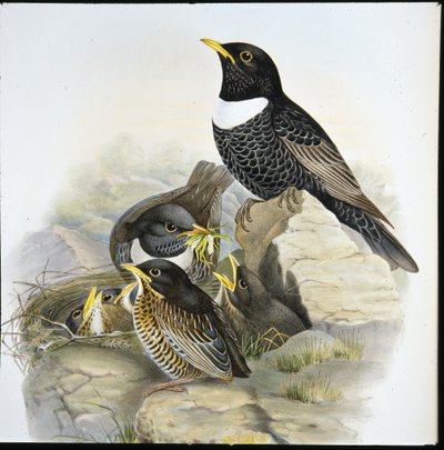 Anel Ouzel (Mer Ulatorquata) (litro colorido à mão) de John (after) Gould