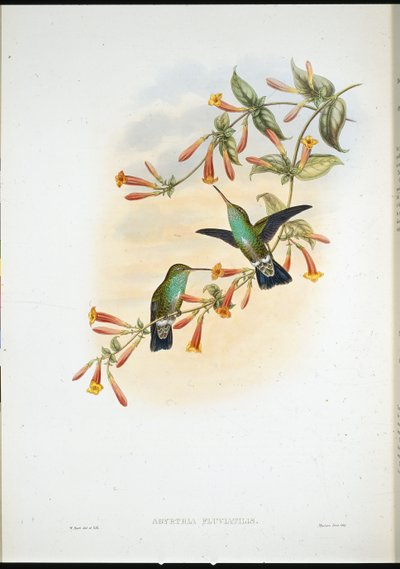 Esmeralda ribeirinha (Agyrtria Fluviatilis) (litografia colorida à mão) de John (after) Gould