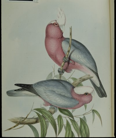 Cacatua de peito de rosa (Cacatua Eos) (Litho colorido à mão) de John (after) Gould