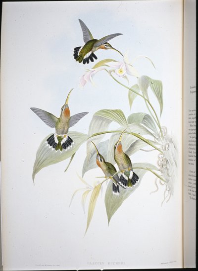 Eremita do Rucker (Glaucis Ruckeri) (litografia colorida à mão) de John (after) Gould