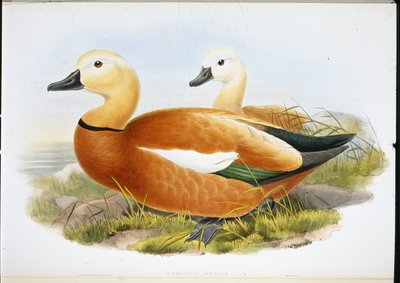 Ruddy Shelldrake (Casaraca Rutila) (litho de cor de mão) de John (after) Gould