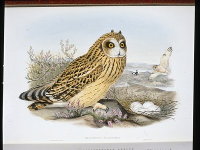 CURTO-AURIDO OWL (Brachyotus Palustris) (litho colorido à mão) de John (after) Gould