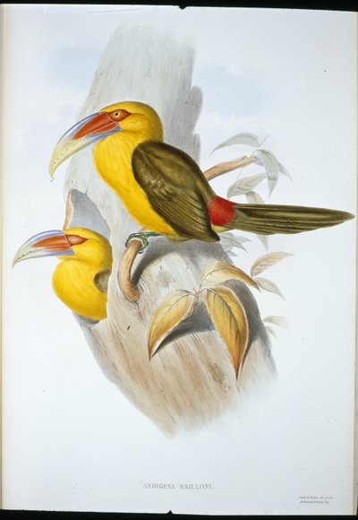 Tucano da Colina de Açafrão (Andigena Bailloni) (cor da mão) de John (after) Gould