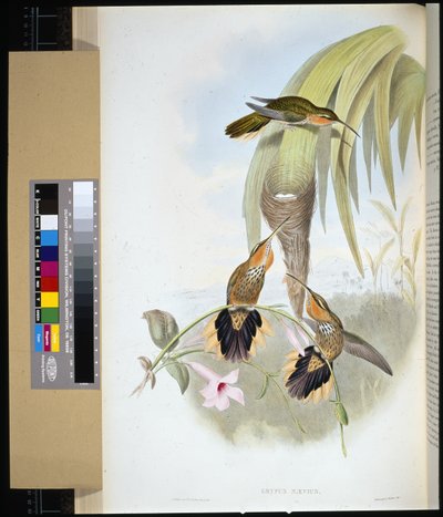Saw-bill (grypus naevius) (litho colorido à mão) de John (after) Gould
