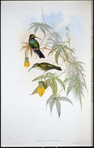 Beija-flor de Schreiber (Ionolaima Schreibersi) (cor da mão) de John (after) Gould