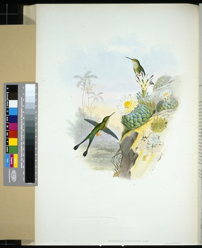 rabo de raquete em tesoura (spathura scissiura) (litho de cor de mão) de John (after) Gould