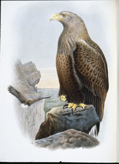 Águia Marinha (Haliaetus Albicilla) (litografia colorida à mão) de John (after) Gould