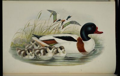 Shell Duck (Tadorna Vulpanser) (litho colorido à mão) de John (after) Gould