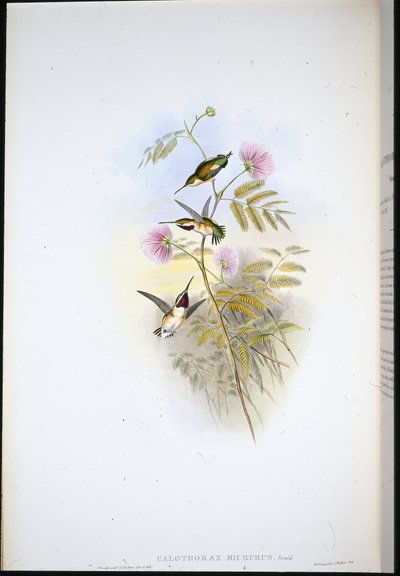 Estrela da madeira de cauda curta (Calothorax Micrurus) (Litho colorido à mão) de John (after) Gould