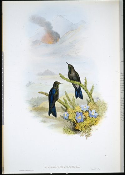 Southern Thorn-bill (Ramphomicron Vulcani) (litro colorido à mão) de John (after) Gould