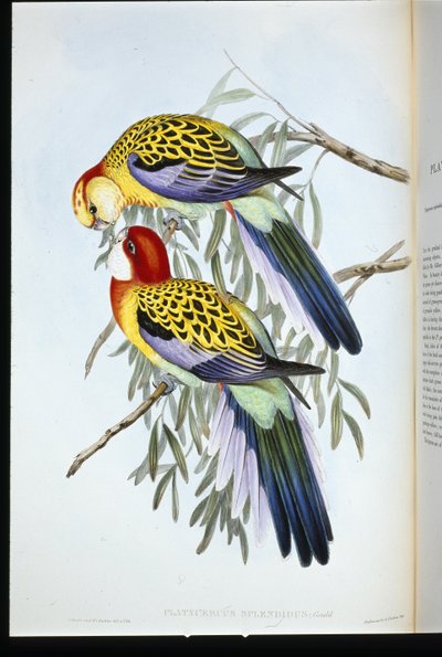 Splendid Parakeet (palatycercus Splendidus) (litho colorido à mão) de John (after) Gould