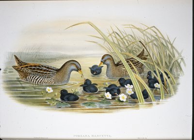Spotted Crake (Porzana Maruetta) (litho colorido à mão) de John (after) Gould