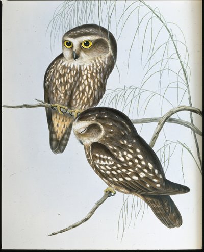 Coruja Manchada (Athene Maculata) (litho colorido à mão) de John (after) Gould