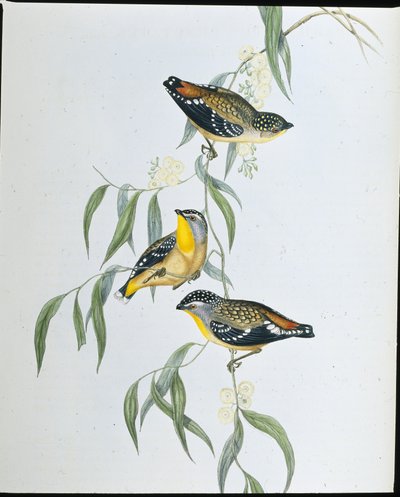 Spotted Pardalote (Pardalotus Punctatus ) (litho colorido à mão) de John (after) Gould