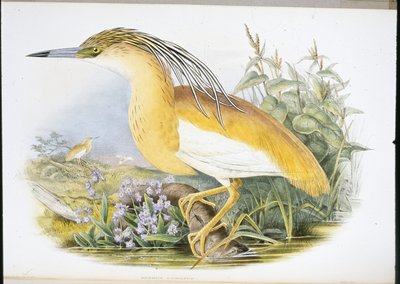 Squacco Heron (Buphus Comatus) (litho colorido à mão) de John (after) Gould