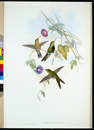 Beija-flor de São Domingos (Sporadinus Elegans) (cor da mão) de John (after) Gould