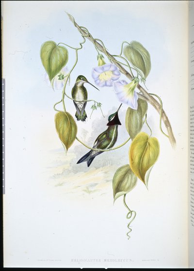 Garganta estrelada de peito listrado (heliomaster mesoleucus) (litho colorido à mão) de John (after) Gould