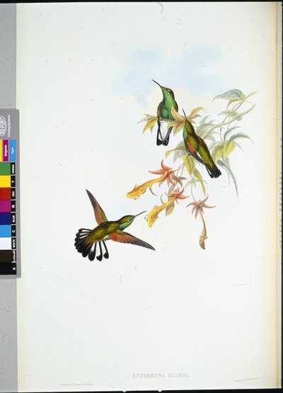 Beija-flor (Eupherusa Eximia) (cor da mão) de John (after) Gould