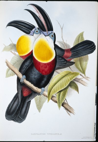 Tucano de peito de enxofre e branco (Ramphastos Vitellinus) (litho de cor de mão) de John (after) Gould