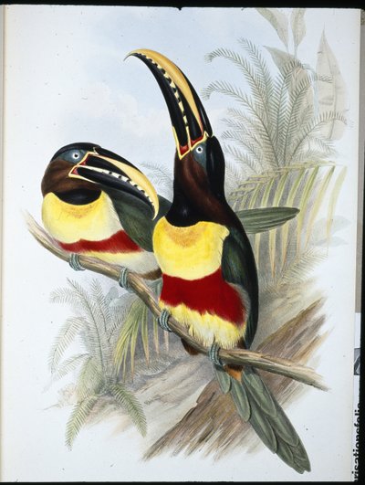 Tucano de peito de enxofre e branco (Ramphastos Vitellinus) (litho de cor de mão) de John (after) Gould