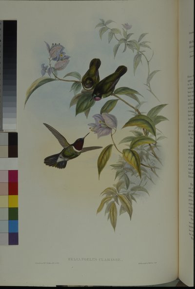 Anjo Sol (Heliangelus Clarisse) (cor da mão) de John (after) Gould