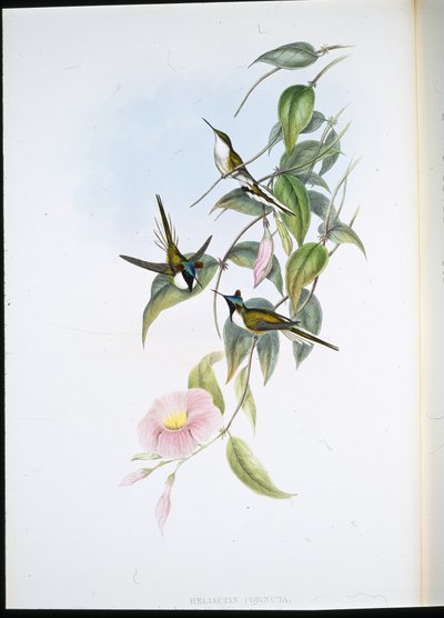 Sun Gem (Heliactin Cornuta) (cor da mão) de John (after) Gould