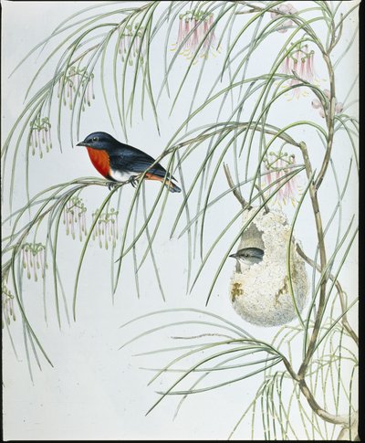 Dicaeum de Andorinha (Dicaeum Hirundinaceum ) (litho colorido à mão) de John (after) Gould