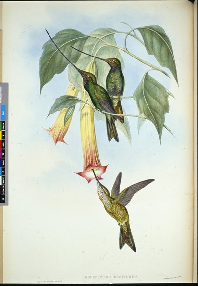Espada (Docimastes Ensiferus) (Litho colorido à mão) de John (after) Gould