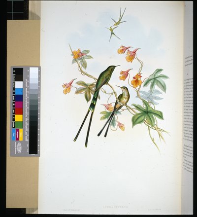 Trailer (lesbia eucharis) (litho colorido à mão) de John (after) Gould