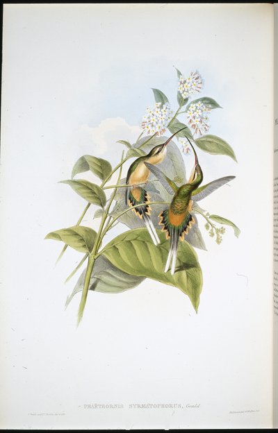 Eremita portadora de trem (Phaethornis Syrmatophorus) (litografia colorida à mão) de John (after) Gould
