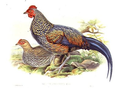 Dois faisões asiáticos (Gallus Sonneratii) gravados pelo artista e William Hart (1823-1894) (litho) de John (after) Gould