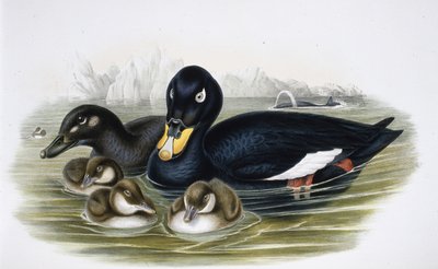 Scoter de veludo (oidemla fusca) (litho de cor de mão) de John (after) Gould