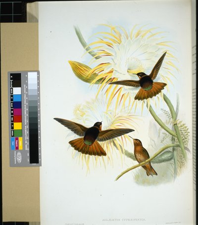 Stenura venezuelana (panychlora stenura) e (panychlora Russata) (panychlora Russata) (litho colorido à mão) de John (after) Gould